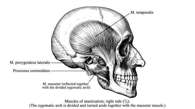 Engraved illustration of human skull side view showing muscles of mastication on the right side