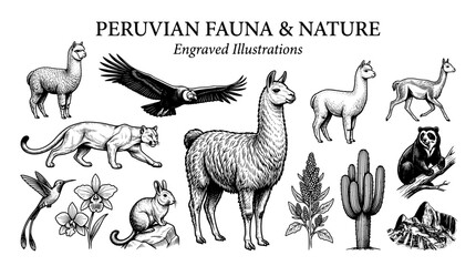 Fototapeta premium Engraved illustrations of Peruvian fauna and nature featuring various animals and plants