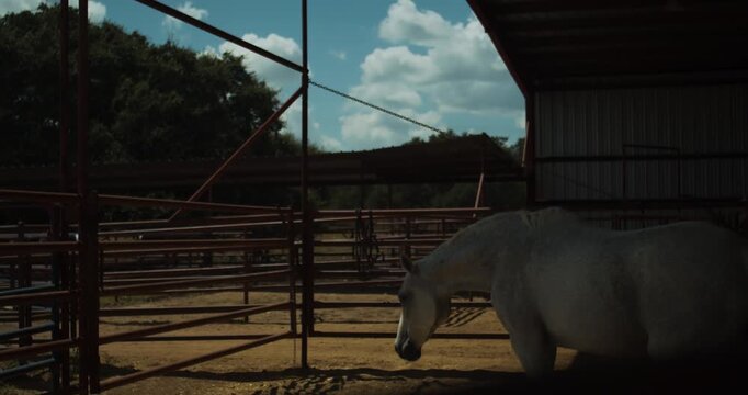White horse standing inside a fenced paddock beside a barn, with metal rail fencing, sandy ground, trees, and scattered clouds visible in the background