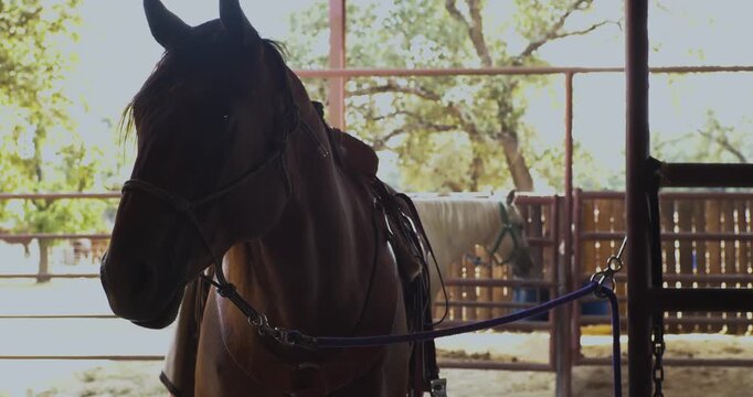 Brown horse standing calmly while tied inside stable area. The horse wears a saddle and bridle while metal rail fencing and wooden structures surround the enclosure.