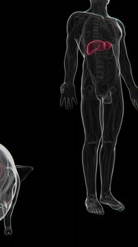3D medical animation illustrating liver xenotransplantation, transitioning from a pig liver to a human liver to represent animal-to-human organ transplantation in UHD