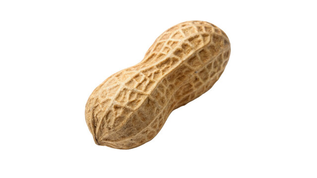 Single whole raw peanut unpeeled healthy organic snack isolated on transparent background