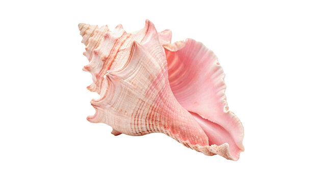 Elegant spiral pink murex sea shell exotic ocean souvenir isolated on transparent background