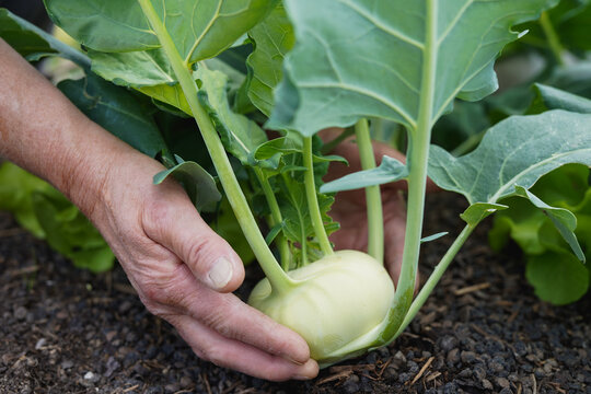 Senior farmer woman harvesting organic cabbage turnip from ecologic garden - Healthy eating, sustainable lifestyle and gardening concept