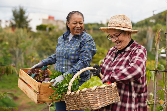 Happy multiracial senior women having fun during harvest period in the garden - Female farmer friends picking up fresh organic vegetables - Autumn season and healthy lifestyle concept
