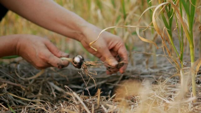 Harvesting garlic from the backyard garden by hand, growing and harvesting organic vegetable and fruit homegrown garden food plants to ensure food safety and maintain food sustainability