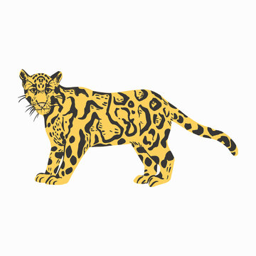 A detailed illustration of a walking clouded leopard showing its distinctive large dark blotched coat pattern against a white canvas.