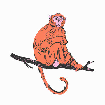 A colorful hand-drawn illustration of a reddish-orange monkey sitting relaxed on a wooden tree branch against a plain white backdrop.