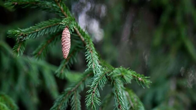 spruce cone hanging on green fir branch close-up video, macro shot of pine cone on evergreen tree branch, single brown spruce cone with green needles in forest footage