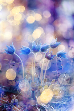 Spring bokeh background with flowers, soft blurred colors, snowdrops and bells