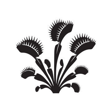 Carnivorous Venus Flytrap Plant Black Silhouette Vector Illustration Design Element. 