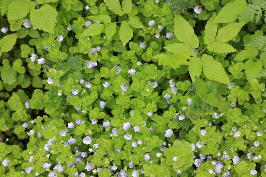 Small blue flowers, natural ground cover, fast-growing plants