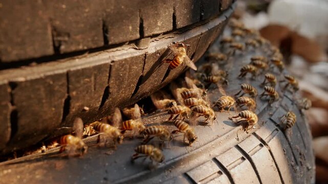 Close-up shot of wild bees adapting to city life, nesting inside a discarded rubber tire. Concept of urban wildlife, insect behavior, and environmental adaptation.