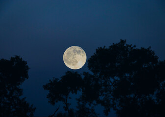 full moon above the tree branches with blue sky background  © AHM Kabir