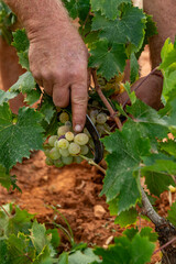 Farmer's hand cutting ripe white grapes from the vine in an Alicante vineyard, traditional manual harvest for wine production, Spain - stock photo © Amaiquez
