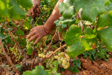 Obraz premium Mature adult farmer's hands carefully cutting ripe Muscat grapes from the vine, performing traditional viticulture and wine harvest in the sunny Llíber region of Alicante, Spain - stock photo