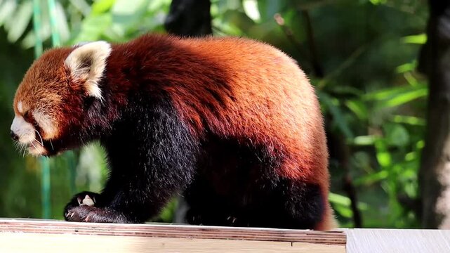 Red Panda Eating Food Close Up Horizontal HD Stock Video