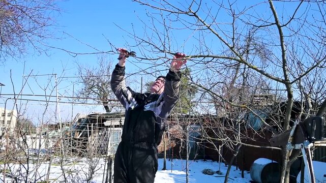 Middle-aged man pruning fruit trees in a winter garden with snow, seasonal maintenance and gardening