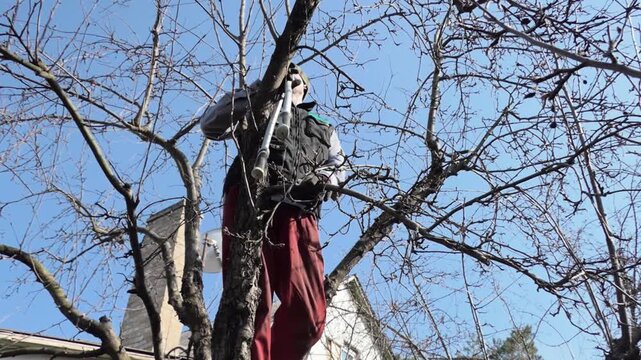 Gardener Pruning Fruit Trees in Early Spring with Loppers in a Sunny Backyard
