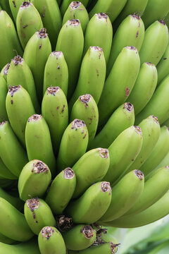 Unripe green bananas in a large bunch growing on a tropical plantation on Madeira Island, Portugal, close-up