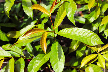 Close-up of fresh Excoecaria cochinchinensis leaves growing on a branch.