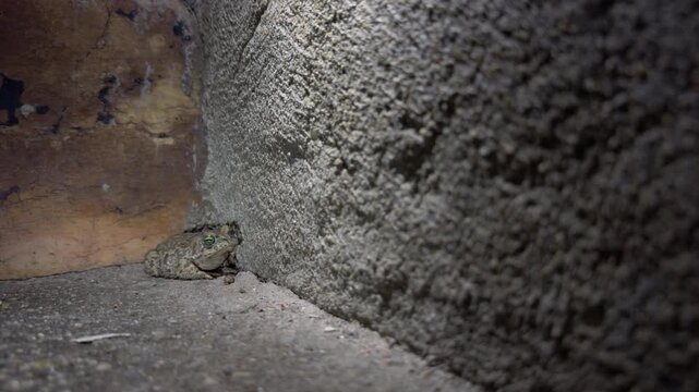 Camouflaged Toad Resting by Stone Wall at Night