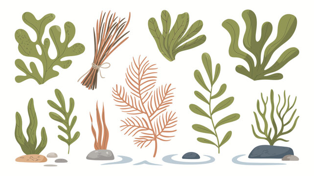 Seaweed edible algae varieties including wakame, kombu, nori, dulse and sea grapes, ocean plants and marine food elements in detailed vector illustration