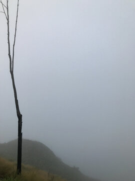 Solitary bare tree silhouetted against dense fog covering a peaceful mountain landscape.