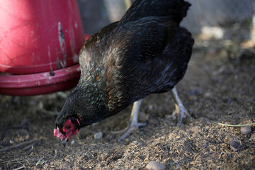 Chickens on the farm, close-up © Bowonpat