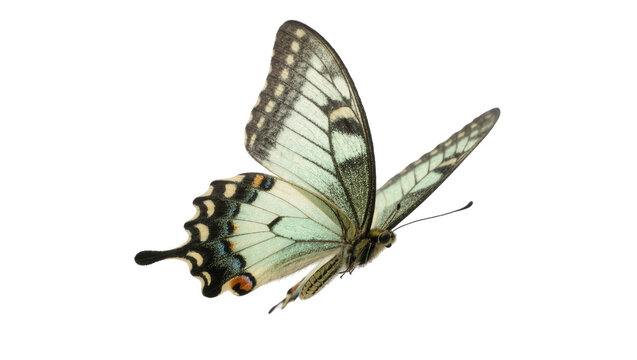 Pale green butterfly with black markings, isolated on transparent background