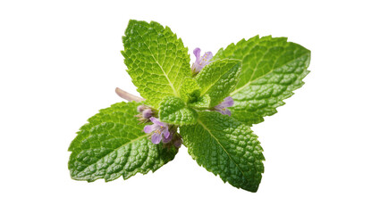 Fresh green mint leaves with tiny purple flowers, isolated on transparent background © Florin