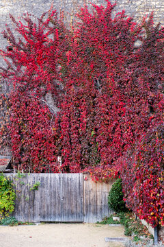 Dense red ivy and autumn leaves cover a garden fence in Paris France creating a vertical seasonal texture of colorful urban vegetation and foliage
