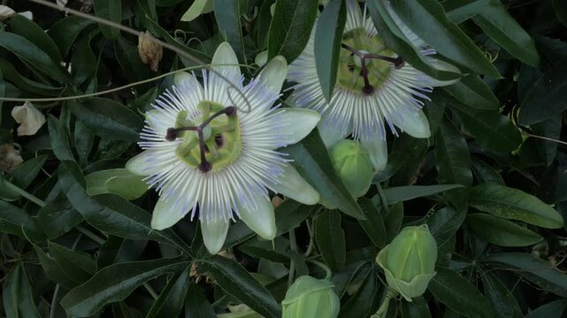 A handheld shot of beautiful, voluminous passiflora flowers blooming among lush green foliage. The exotic passion flowers and buds are captured in a vibrant natural setting in Georgia.