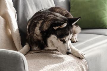 Cute Husky dog on sofa in living room © Pixel-Shot
