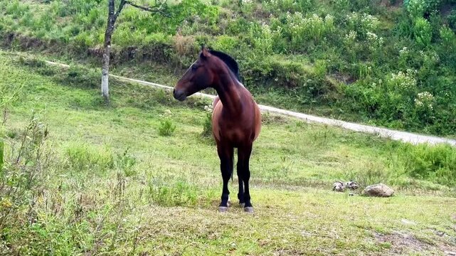 Brown horse shaking its head in green pasture