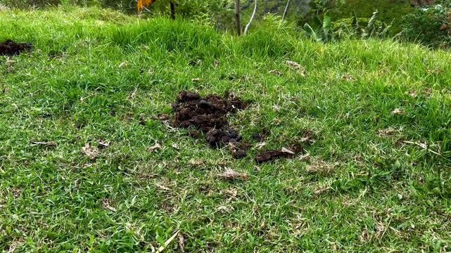Fresh pile of horse manure fertilizing a green lawn