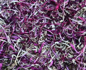 Fresh dried aster petals and natural botanical fibers create a vibrant textured background. © Victoria