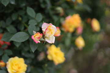 Obraz premium Multi-colored roses blooming with yellow and pink petals on green bushes in a garden.