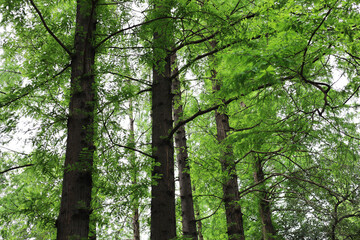 Fototapeta premium Tall green trees growing in a beautiful forest park.