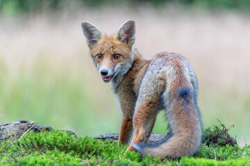Fototapeta premium Young Red Fox (Vulpes vulpes) searching for food and water in the forest of Noord-Brabant in the Netherlands