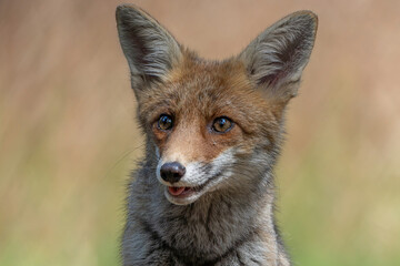 Fototapeta premium Young Red Fox (Vulpes vulpes) searching for food and water in the forest of Noord-Brabant in the Netherlands