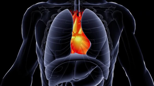 Human Internal organs system 3D animation, heart,medical anatomy video