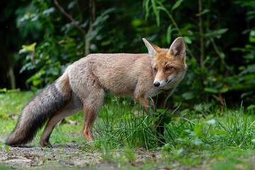Fototapeta premium Young Red Fox (Vulpes vulpes) searching for food and water in the forest of Noord-Brabant in the Netherlands