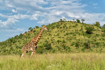 Male giraffe walking in the long grass in the green season between the mountains with a beautiful sky in Pilanesberg National Park in South Africa © henk bogaard