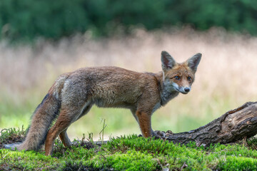 Fototapeta premium Young Red Fox (Vulpes vulpes) searching for food and water in the forest of Noord-Brabant in the Netherlands