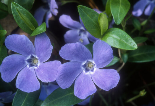 Petite pervenche, Vinca minor