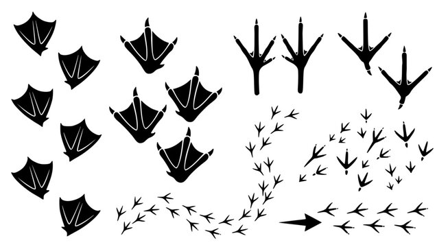 Set of waterfowl and bird footprints including webbed tracks and avian bird prints isolated on white background for nature themed design projects and wildlife tracking educational materials