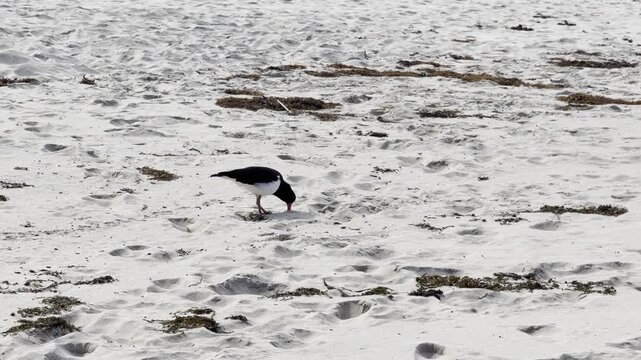Australian pied oystercatchers forage for food in the sand with their beaks, hunting for small invertebrates at Pebbly Beach, Murramarang National Park, New South Wales, Australia.