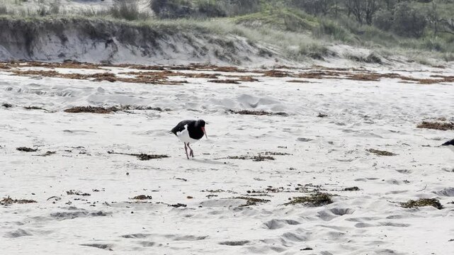 Australian pied oystercatchers forage for food in the sand with their beaks, hunting for small invertebrates at Pebbly Beach, Murramarang National Park, New South Wales, Australia.