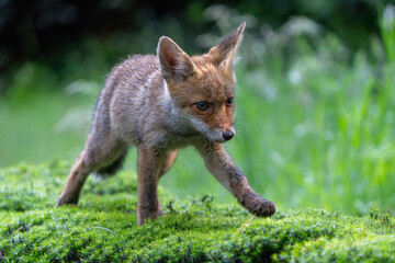 Fototapeta premium Young Red Fox (Vulpes vulpes) searching for food and water in the forest of Noord-Brabant in the Netherlands